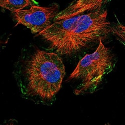 Annexin A13 Antibody, Novus Biologicals:Antibodies:Primary Antibodies